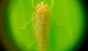 Cigarrinha do milho (Dalbulus maidis)