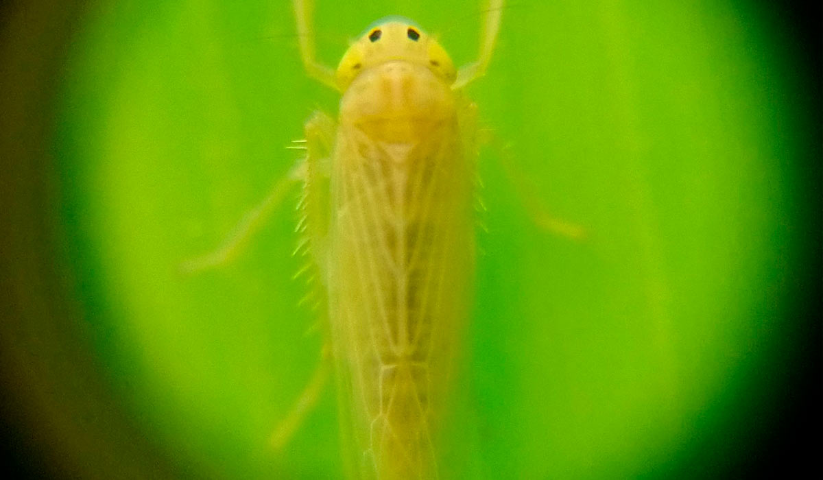 Cigarrinha do milho (Dalbulus maidis)