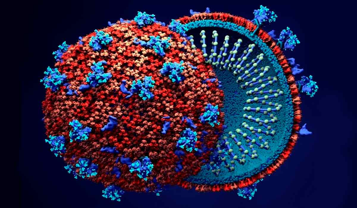 Os pesquisadores verificaram que uma das proteínas do novo coronavírus, a ORF6, impede essa sinalização. Ela varre as proteínas MIC da superfície da célula infectada, o que a faz parecer com uma célula saudável, imperceptível para os linfócitos NK