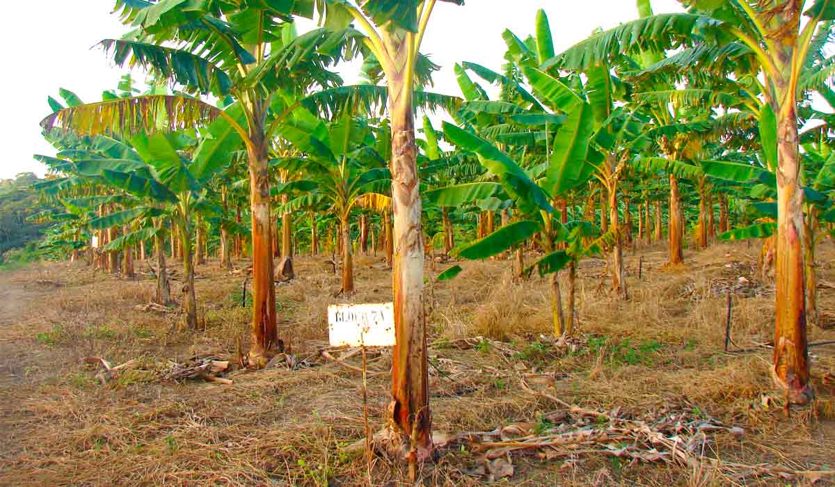 Cultivo de bananeira