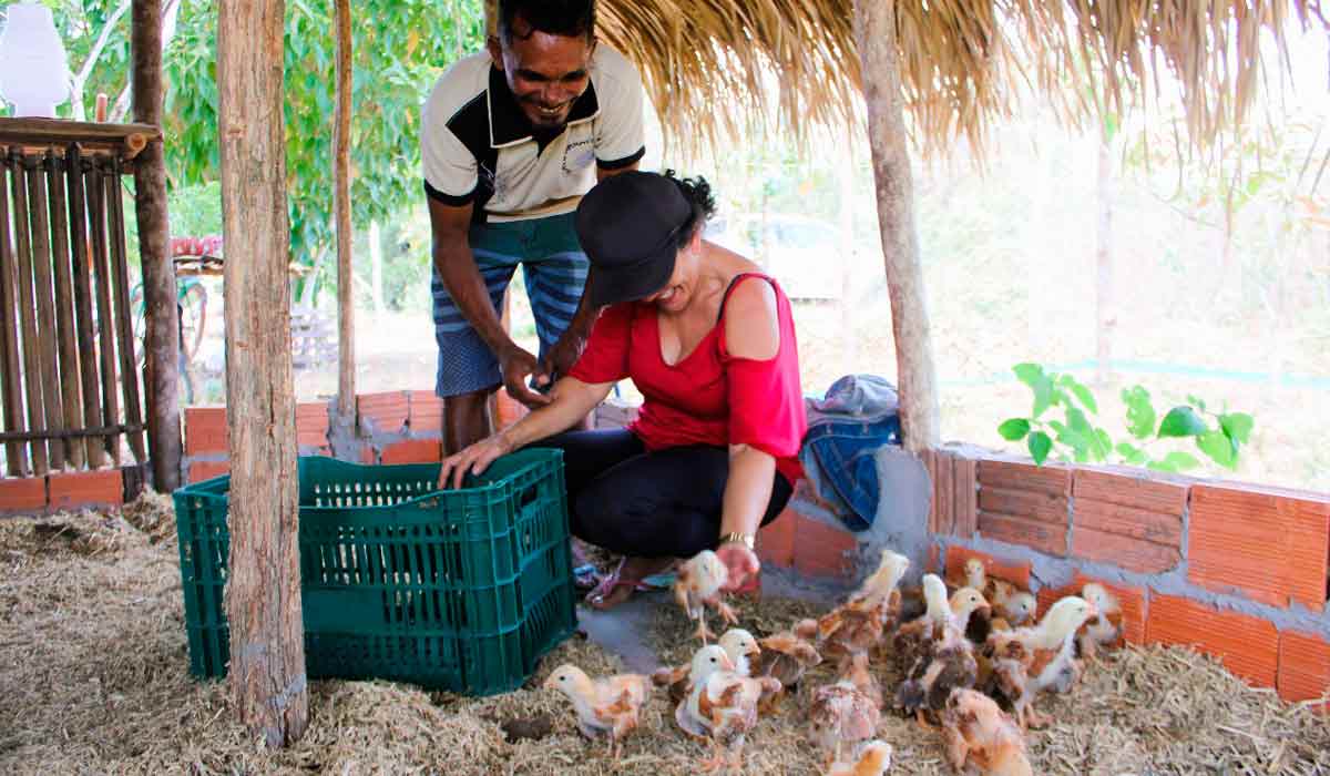 Avicultura está contemplada no sisteminha