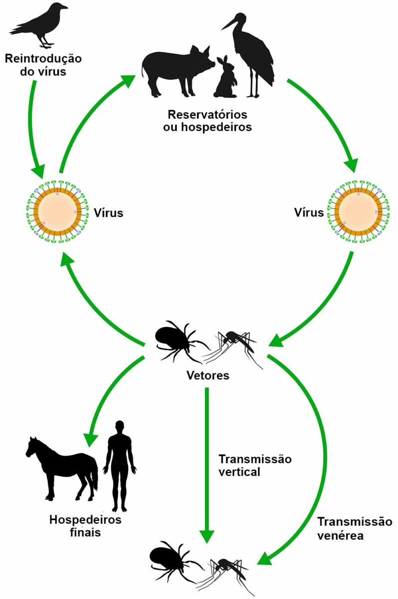 Ciclo de transmissão de arbovirus na natureza: A transmissão da maioria dos arbovirus é coberta por dois ciclos principais, nomeadamente o ciclo mosquito-reservatório/hospedeiro-mosquito o ciclo mosquito vetor e humanos/hospedeiro final - Ilustração - Lecturio