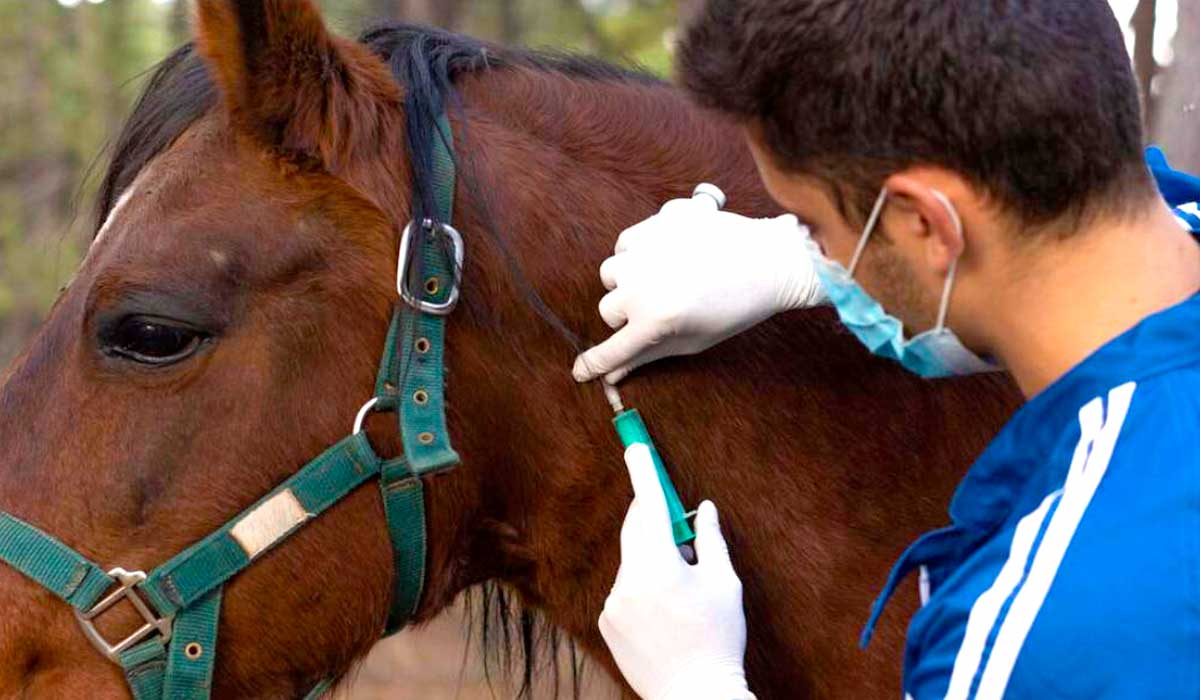 Médico Veterinário coletando amostra de sangue do animal