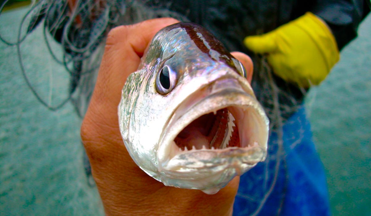 Corvina capturada na represa de Chavantes (SP): espécie do Norte do país pode estar competindo e ajudando a diminuir peixes nativos, mas se tornou recurso pesqueiro importante em grande parte do Brasil - Foto: Edmir Daniel Carvalho/Caunesp