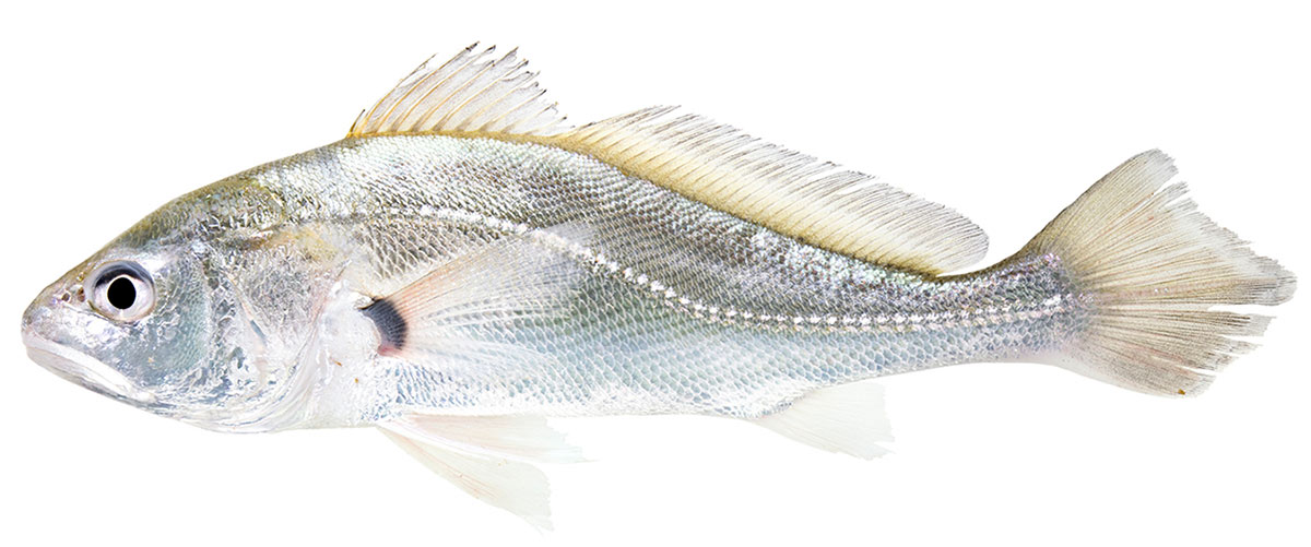 Corvina, corvina-de-água-doce-sul-americana ou pescada-branca (Plagioscion squamosissimus)