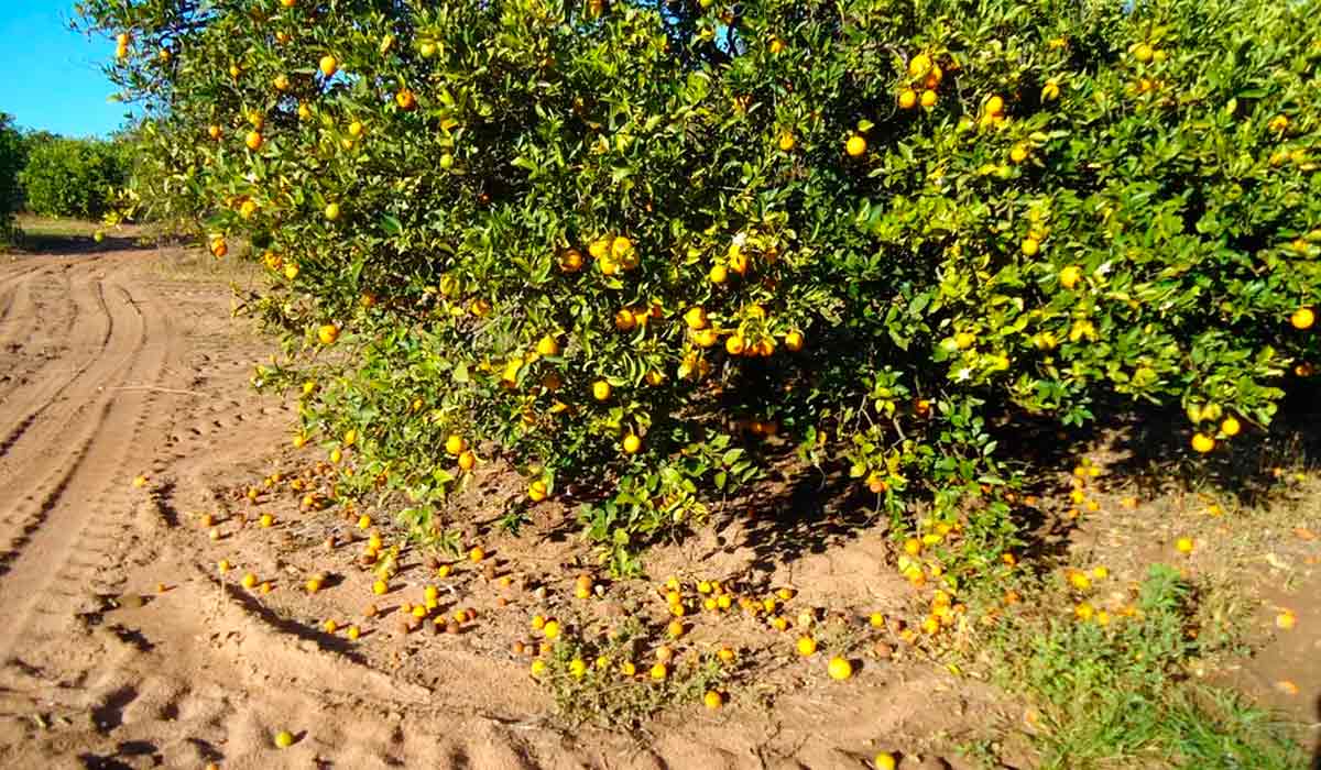 A manutenção de plantas doentes nos pomares é uma das causas de aumento do greening