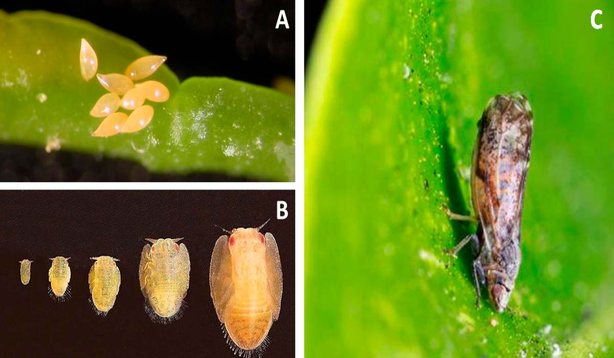 Ovos (A), ninfas (B) e adulto (C) de Diaphorina citri - Fonte: USDA