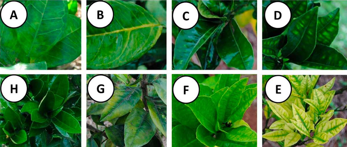 Sintomas associados ao greening: (A) mosqueado, (B) nervura amarelada e espessa, (C) deficiência de zinco leve, (D) deficiência de zinco média, (E) deficiência de zinco severa, (F) deficiência de manganês, (G) deficiência de magnésio e (H) sem sintomas