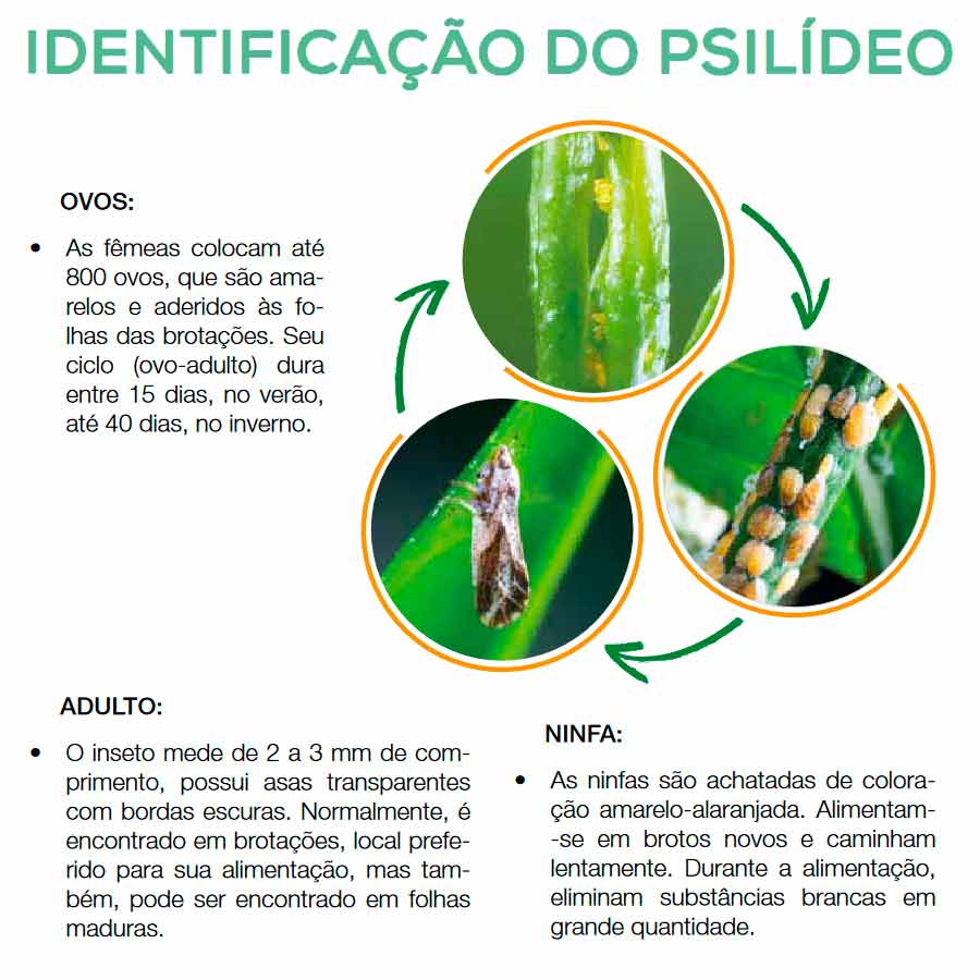 Identificando o psilídeo