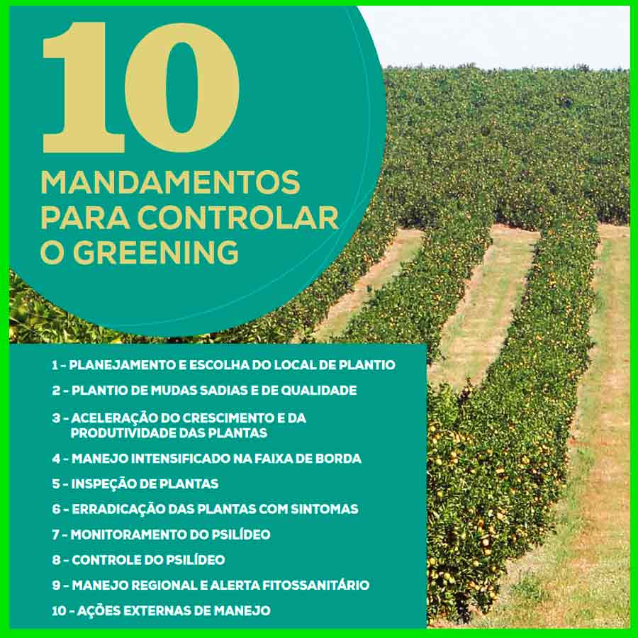 Os 10 mandamentos para controlar o greening