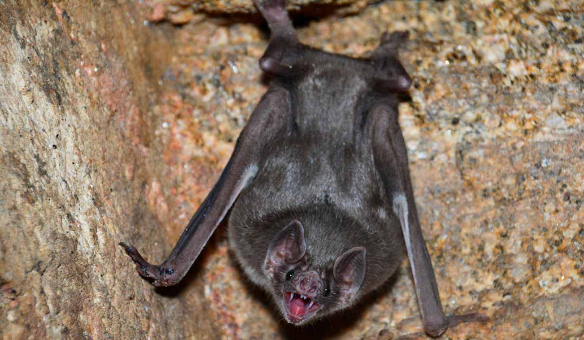 O morcego-vampiro-comum (Desmodus rotundus) habita tocas ou cavernas muito úmidas, possuindo pelagem fina e sedosa, com as partes superiores marrom-escuras e as inferiores mais claras - Foto: Tomás C. Perales