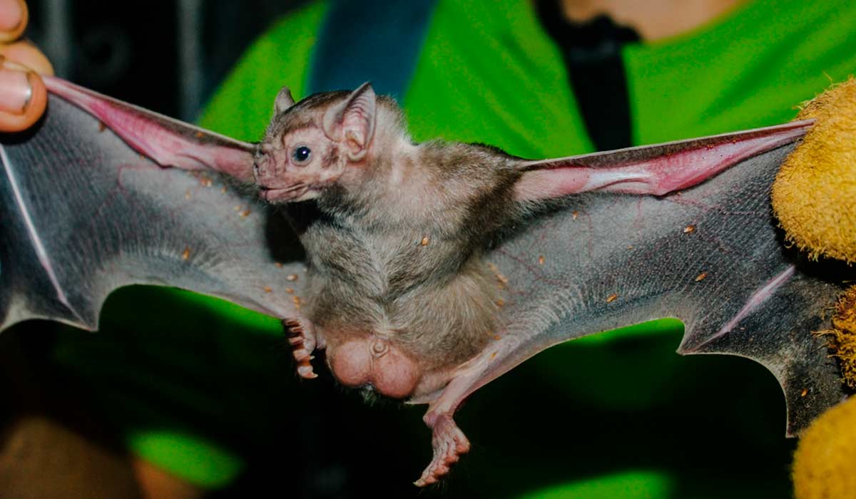 O morcego-vampiro-de-asas-brancas (Diaemus youngi) habita cavernas e ocos de árvores, ocorrendo em todos os biomas brasileiros - Foto Francisco Izquierdo