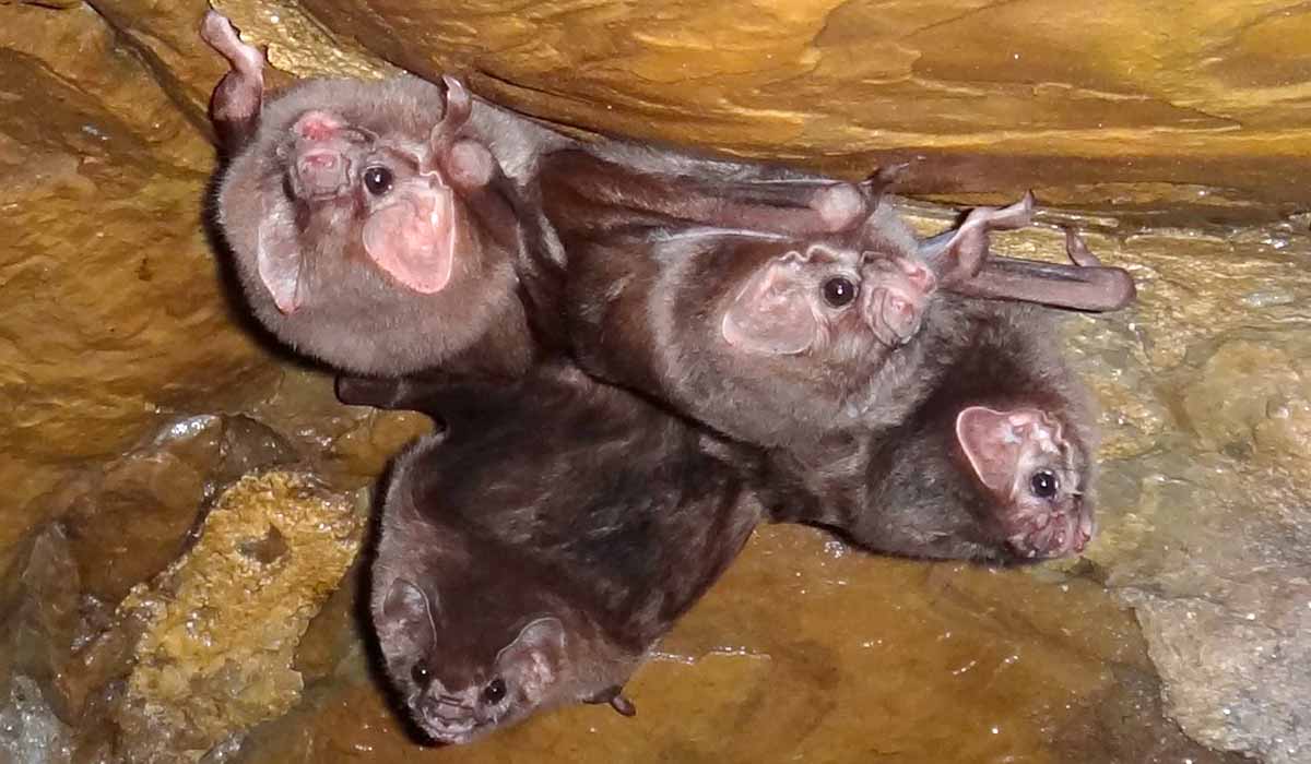 O morcego-vampiro-de-pernas-peludas (Diphylla ecaudata). Pesquisa mostram que a espécie que só se alimentava do sangue de aves, também passou a consumir sangue humano - Foto: Ericson Cernawsky Igual