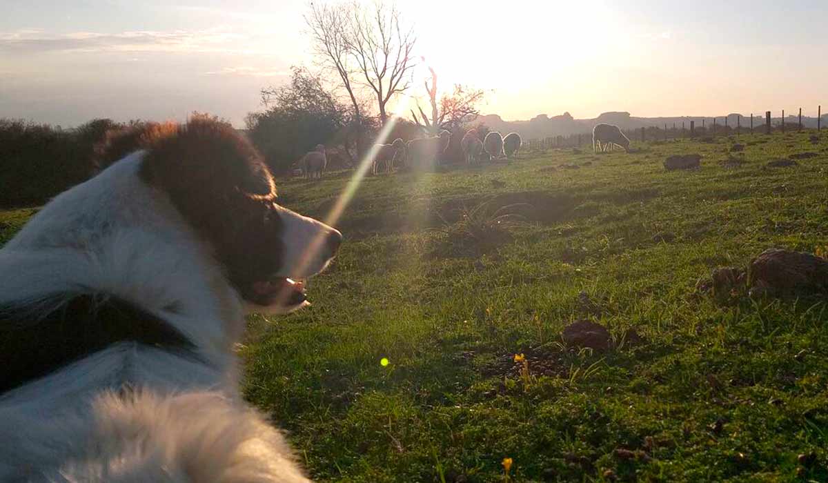 O cão da raça border collie Gaiteiro ajuda a fazer o pastoreio do rebanho