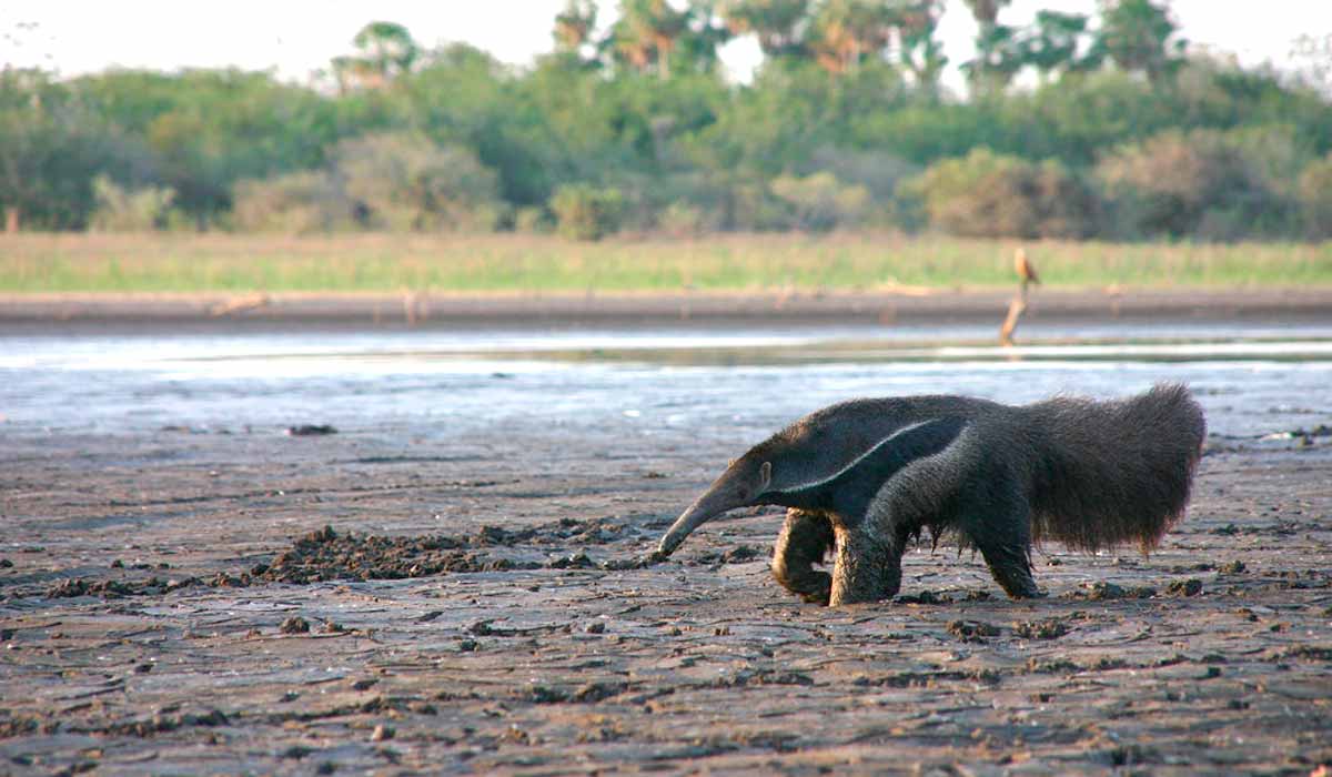 Tamanduá como outros animais sofrem com a seca no bioma