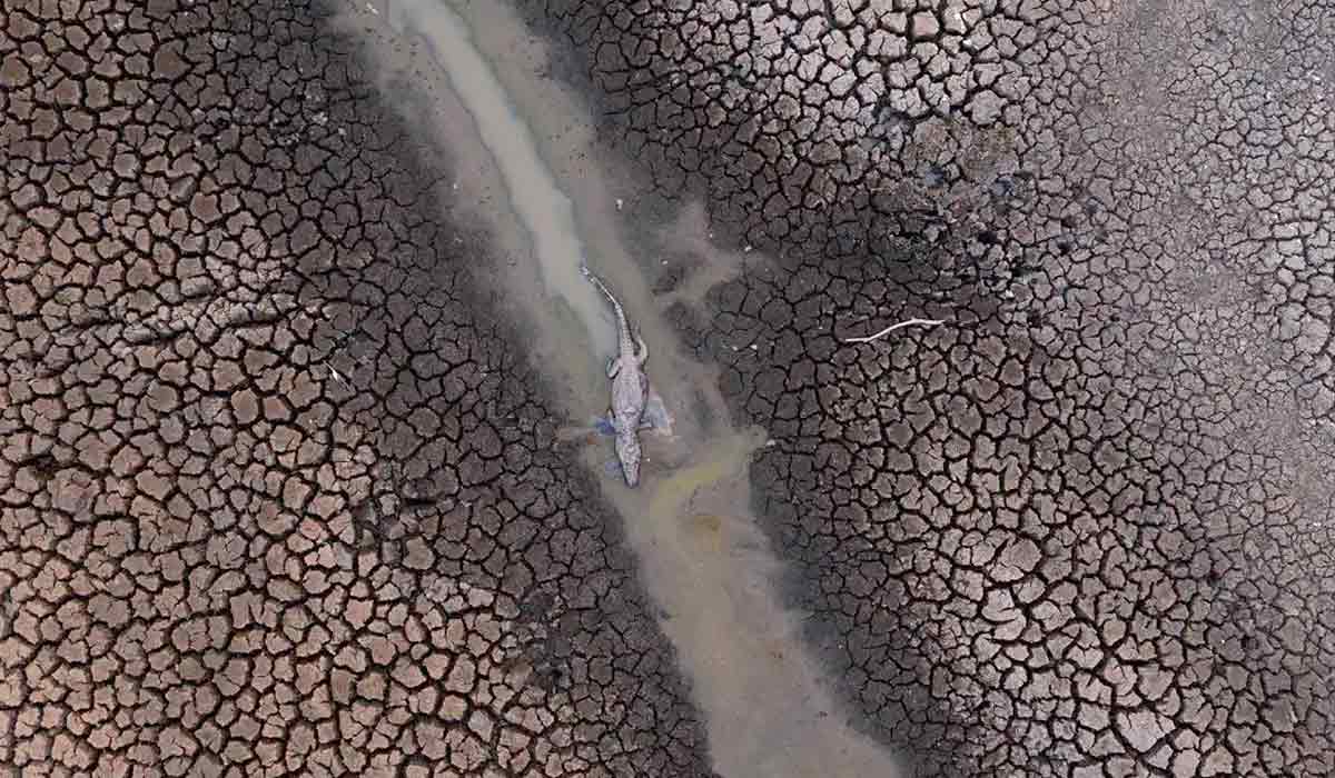 A seca severa de 2020 matou quase 17 milhões de vertebrados no Pantanal. A situação deve piorar este ano - Foto: Mauro Pimentel/AFP