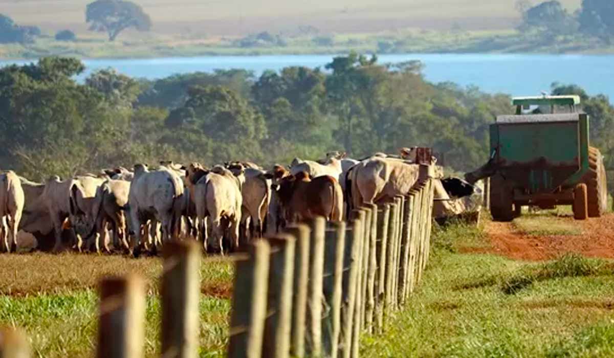 A TIP é simples, mas exige cuidado com a adaptação dos animais, como no confinamento