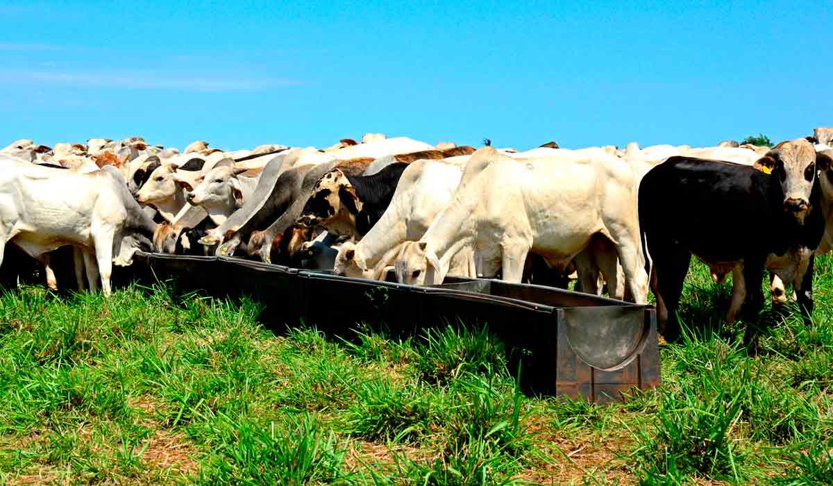 É importante definir a taxa de lotação de acordo com a capacidade da área