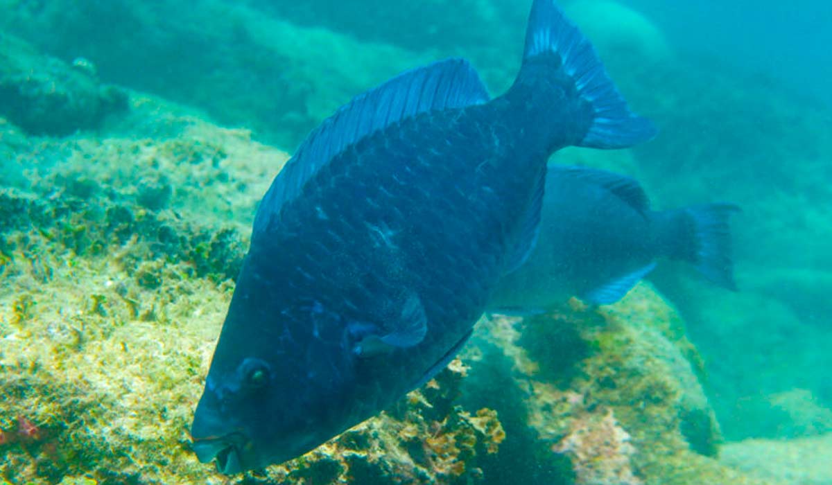 O budião-azul (Scarus trispinosus) teve sua população reduzida no litoral brasileiro - Foto: Linda Eggertsen