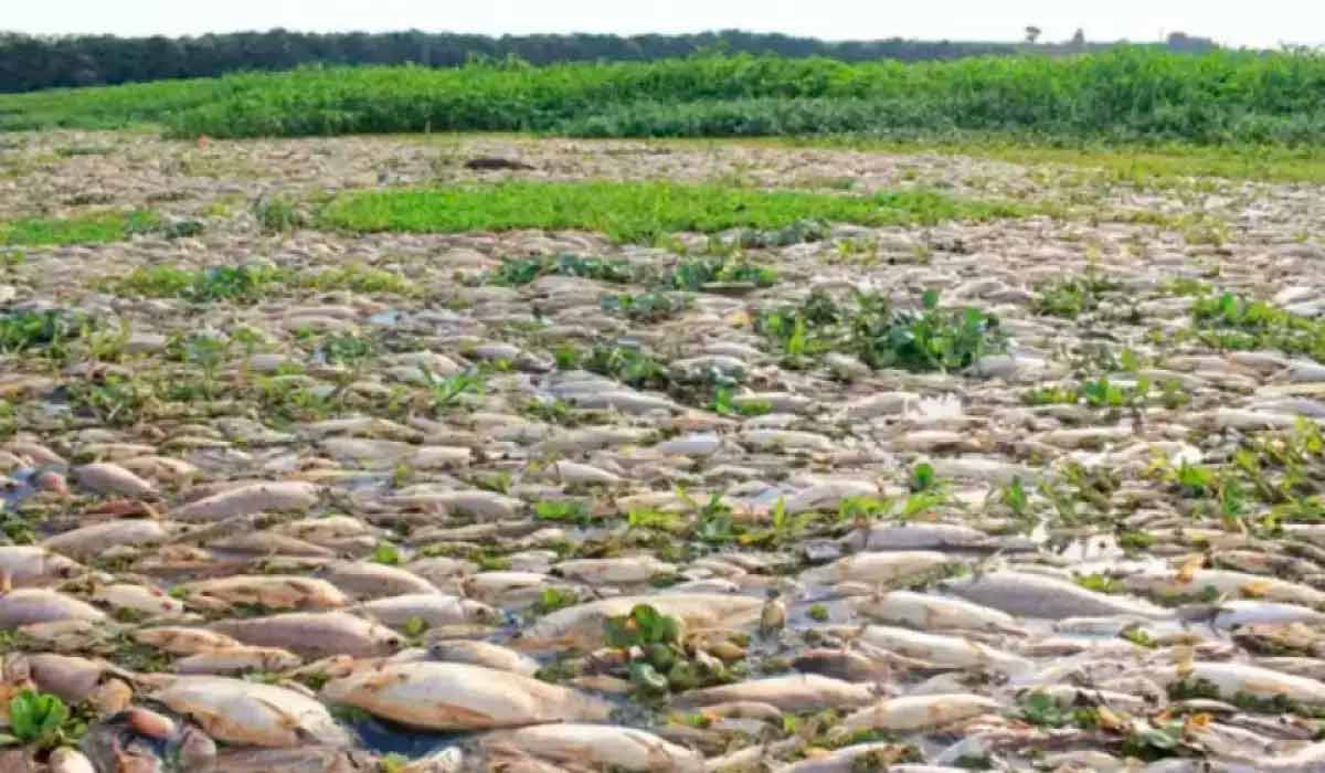 A Cetesb estima que entre 10 e 20 toneladas de peixes morreram no desastre ambiental que assolou o Rio Piracicaba