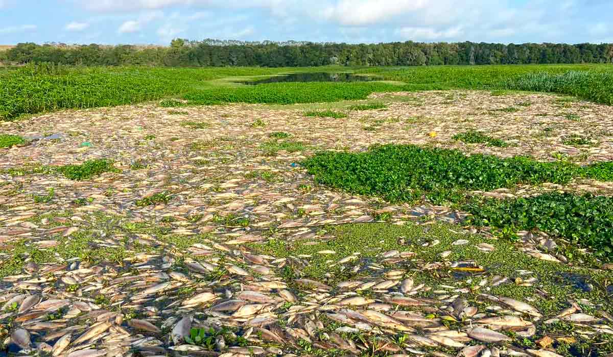 Mortandade de milhares de peixes em trechos do Tanquã entre Piracicaba e São Pedro - Foto: EPTV