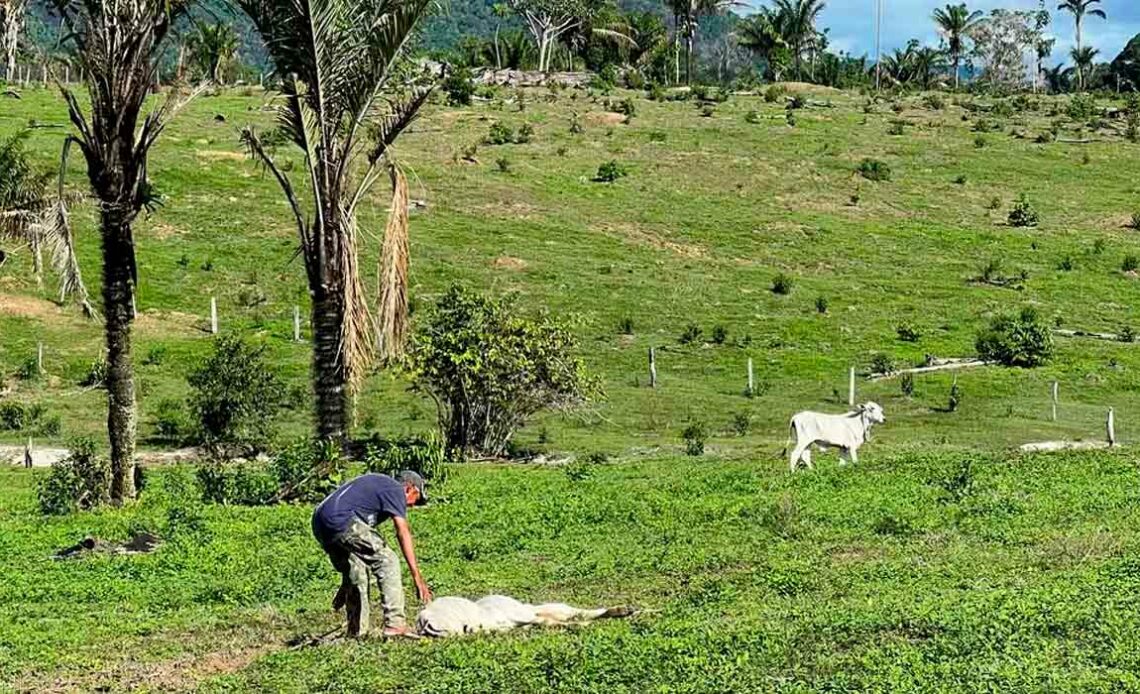 Agricultor ajudando bezerro fraco de fome a levantar em meio ao mato que cresce no lugar do capim - Foto: Caíque Rodrigues/G1 RR