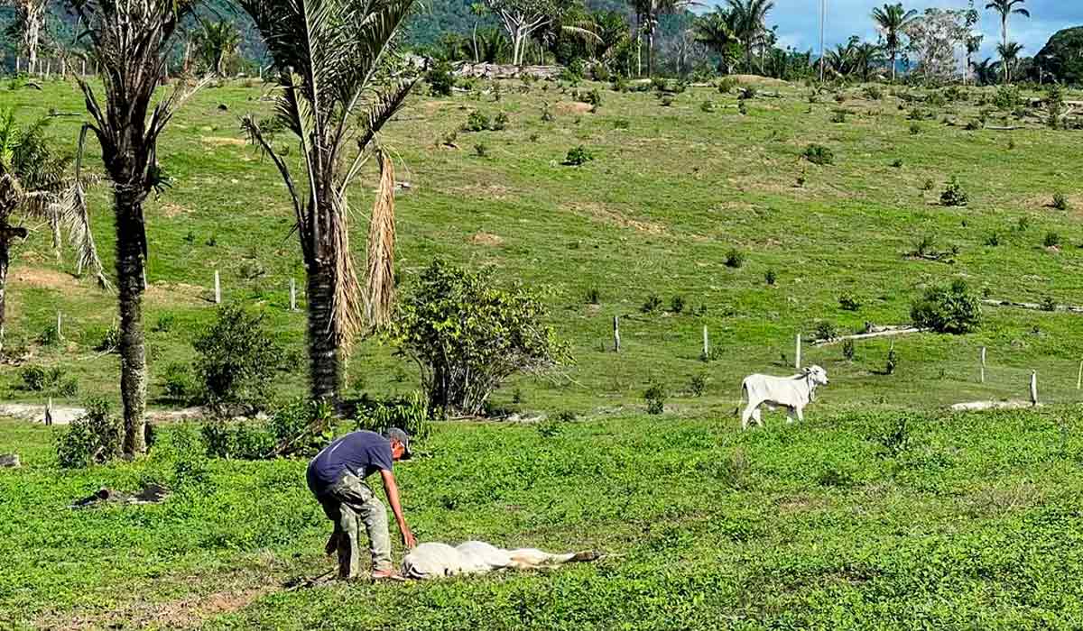 Agricultor ajudando bezerro fraco de fome a levantar em meio ao mato que cresce no lugar do capim - Foto: Caíque Rodrigues/G1 RR