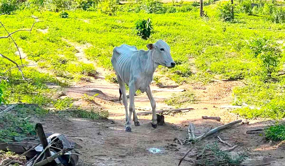 Bezerro magro e fraco por não ter o que comer - Foto: Caíque Rodrigues/G1 RR