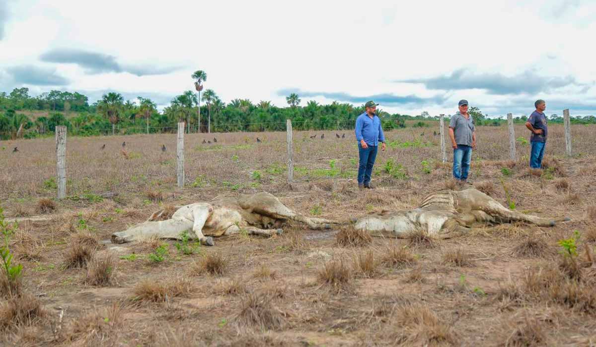 Animais mortos na pastagem seca