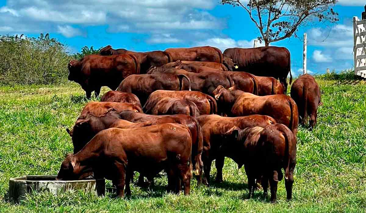 A eficiência dos touros em campo foi evidenciada, destacando ótimo libido, capacidade de caminhar longas distâncias, resistência a altas temperaturas e menor suscetibilidade a carrapatos