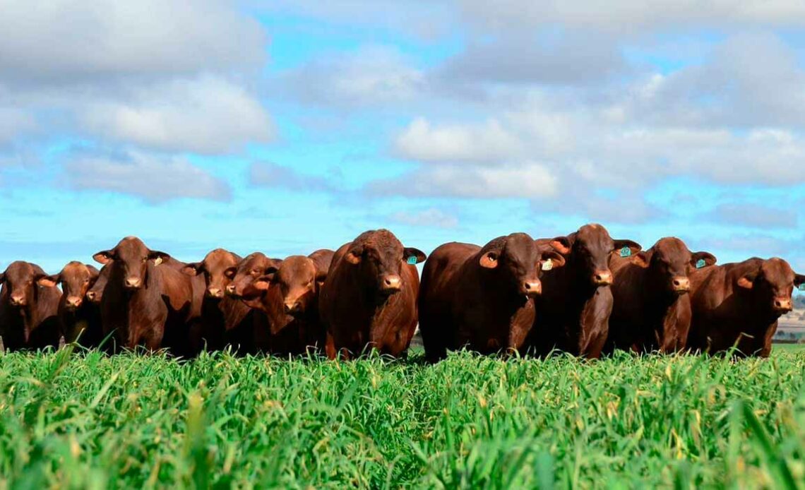 Touros da Fazenda Mangabeira