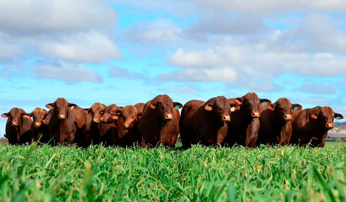 Touros da Fazenda Mangabeira