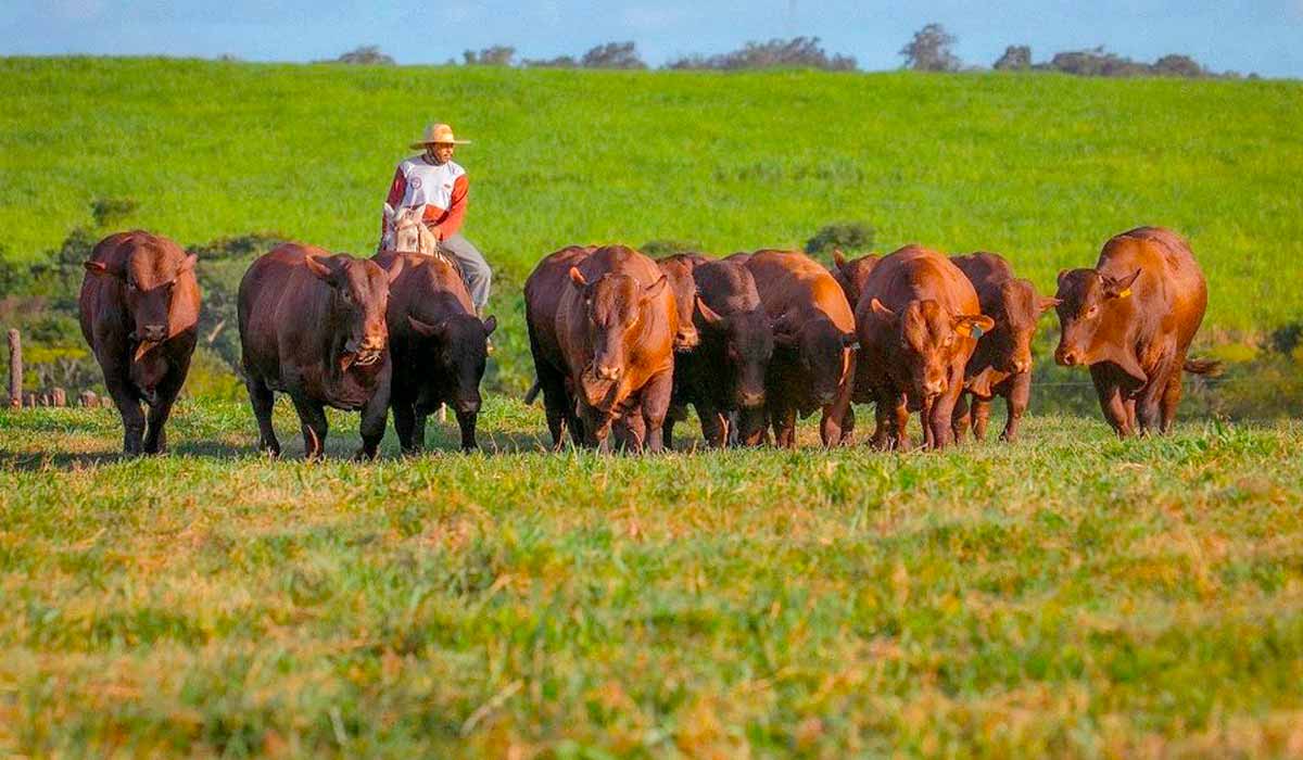 A evolução genética da raça tem avançado com a análise genômica para potencializar características produtivas