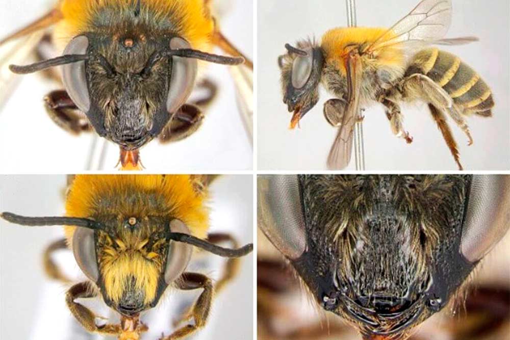 A nova espécie de abelha foi descoberta pelo Departamento de Ciências Biológicas da Universidade Estadual do Centro Oeste (Unicentro) - Foto: Unicentro