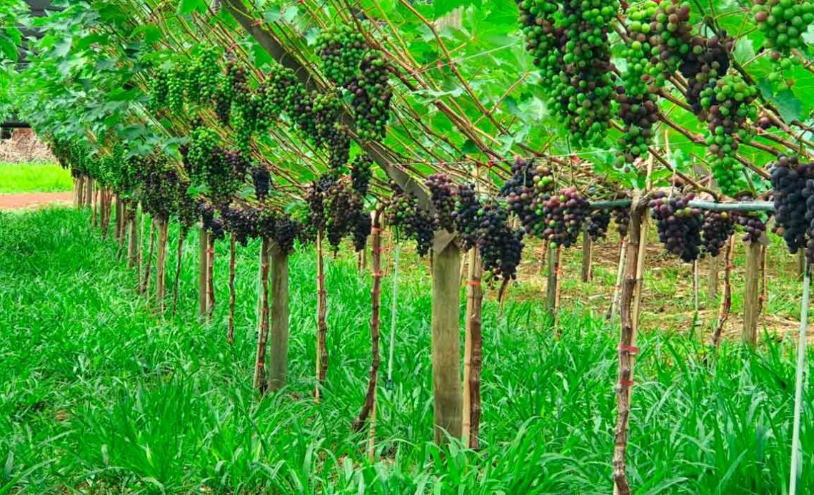 O cultivo da uva com a cobertura de solo de braquiária