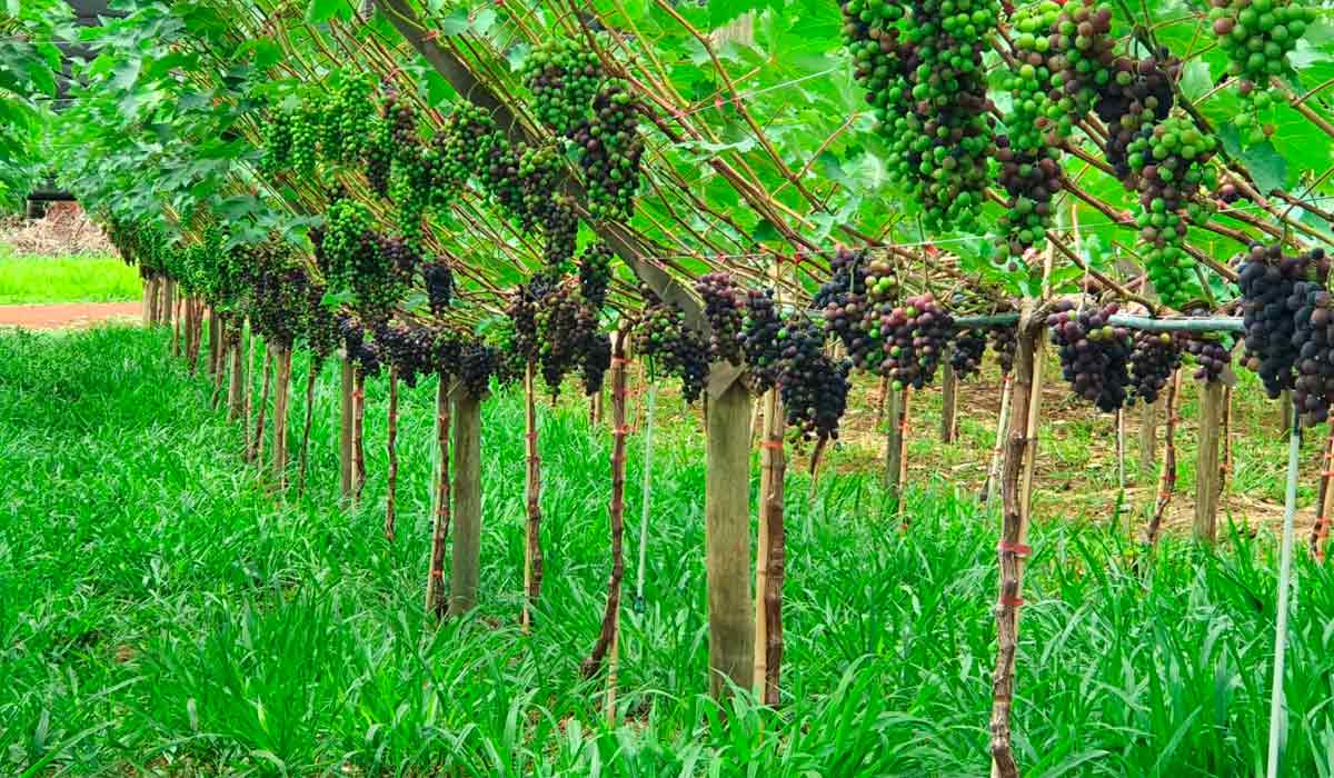 O cultivo da uva com a cobertura de solo de braquiária