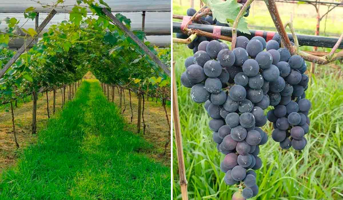 Destaque para o cultivo de uva em "Y" com cobertura antigranizo, a cobertura de solo com braquiária e a qualidade dos cachos de uvas produzidas