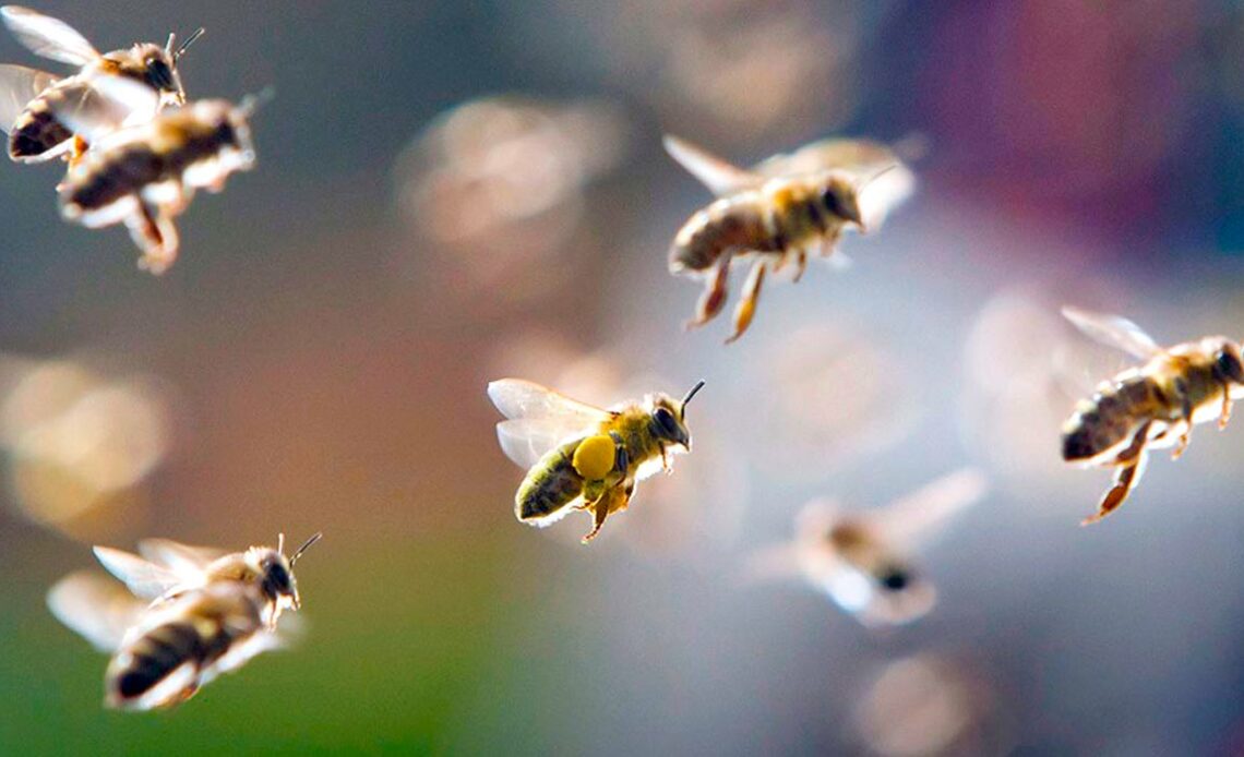 Abelhas em voo com detalhe da corbícula repleta de pólen em uma delas