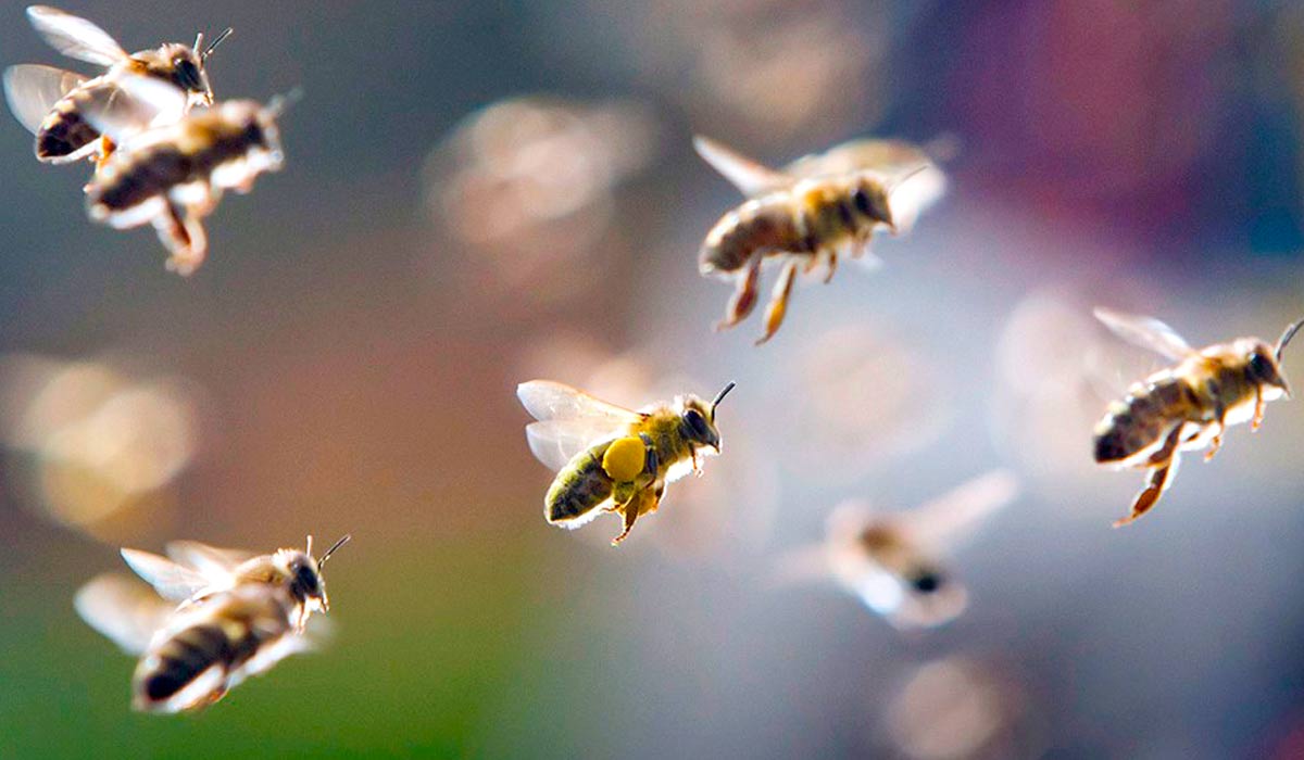 Abelhas em voo com detalhe da corbícula repleta de pólen em uma delas