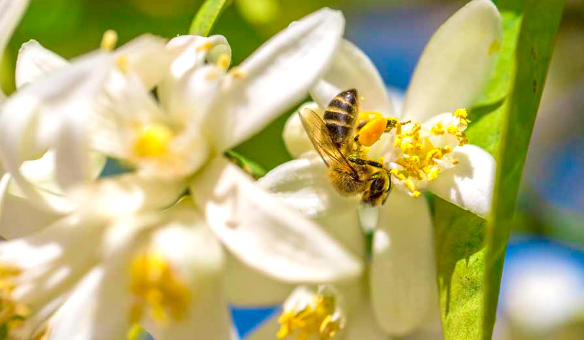 Abelha Apis mellifera na flor de laranjeira