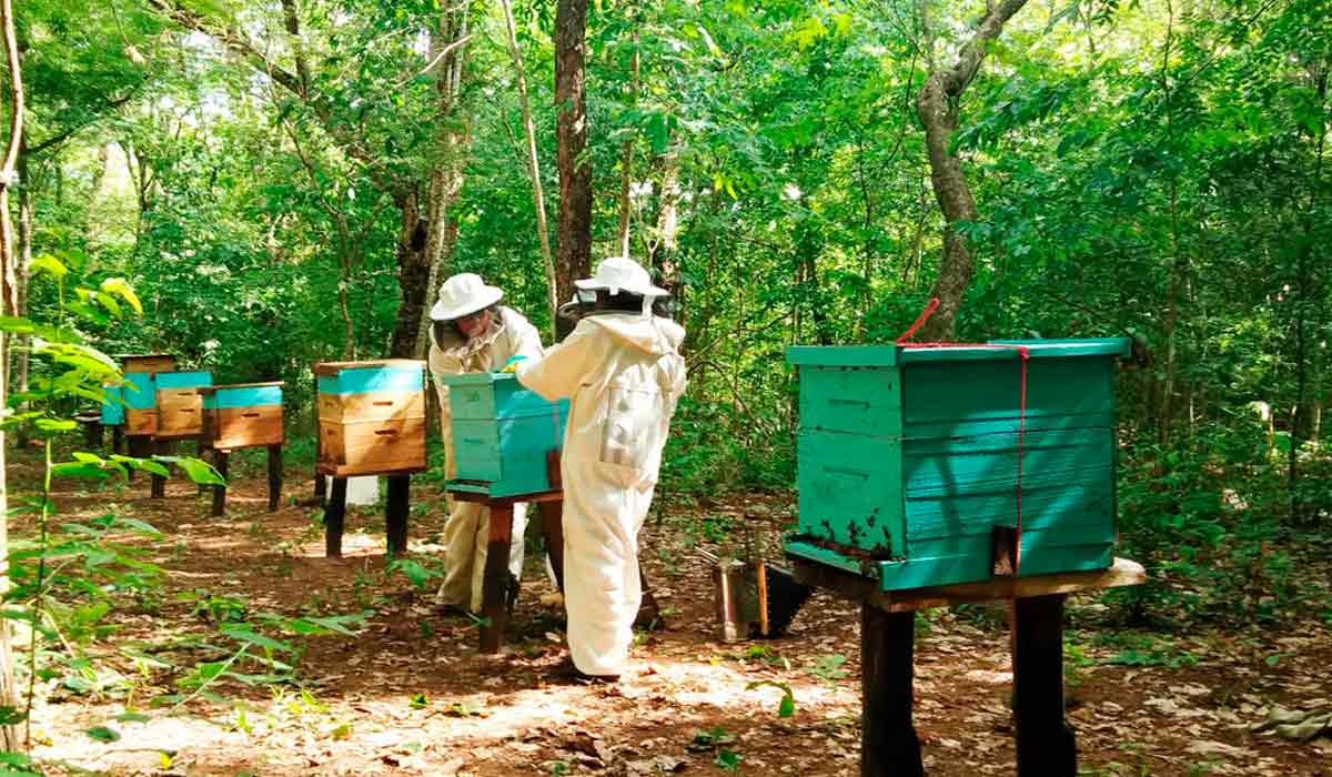 Apicultores manejando as colmeias de um apiário