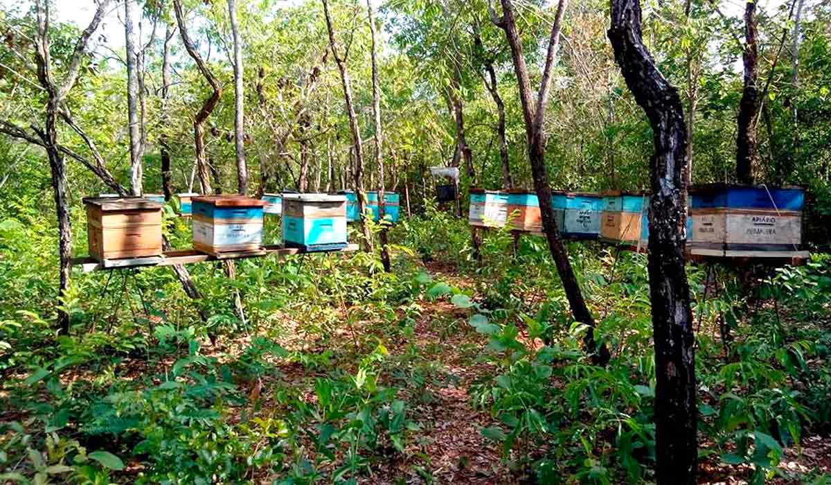 Apiário com colmeias em suportes coletivos, bem sombreado e protegido de ventos