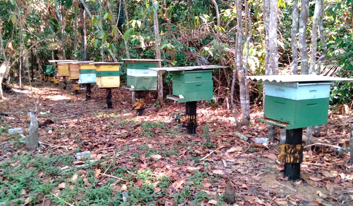 Apiário com colmeias em suportes individuais bem protegido de ventos e do sol direto