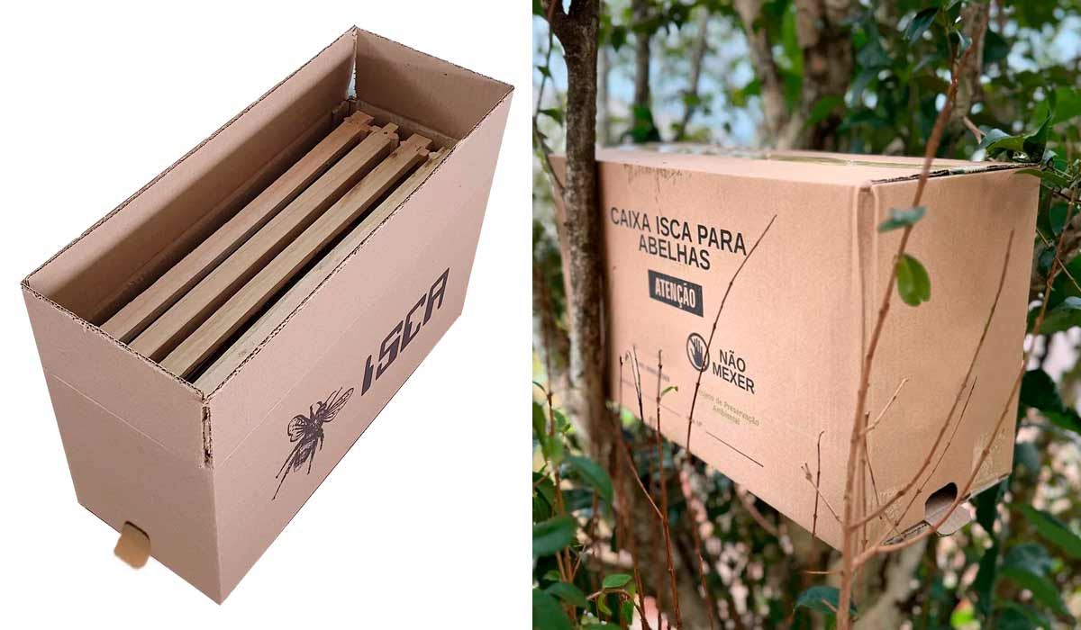 Caixa isca de papelão com 5 quadros e a caixa instalada na árvore para captura de enxames viajantes