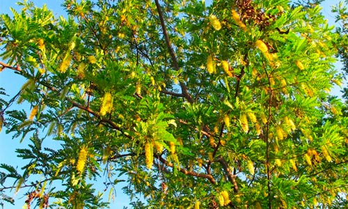 Floração do angico bezerro (Pityrocarpa moniliformis)