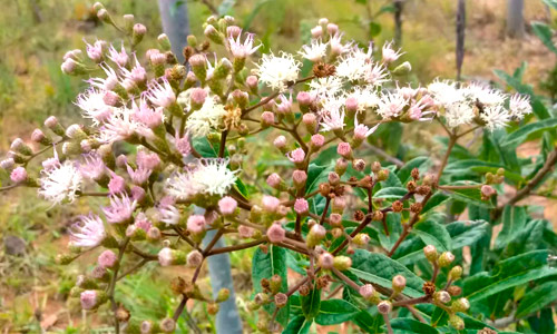 Floração do assa peixe (Vernonia polysphaera)