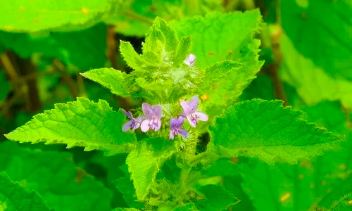 Floração do bamburral (Mesosphaerum suaveolens)