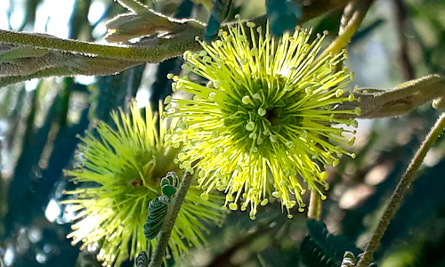 Floração da bracatinga (Mimosa scabrella)