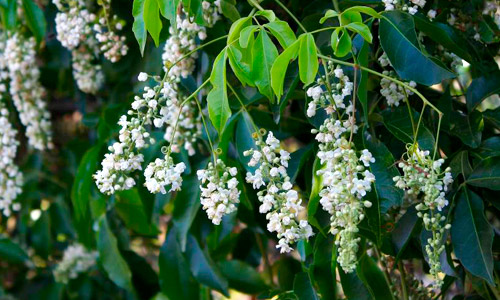 Floração de cipó-uva (Serjania lethalis)