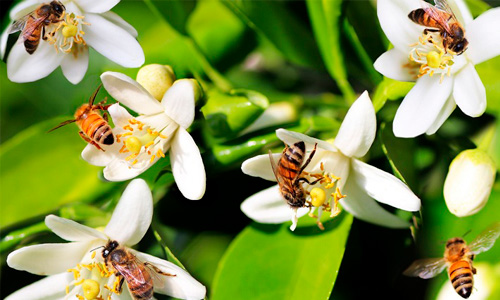 Floração dos citros (Citrus sp.)